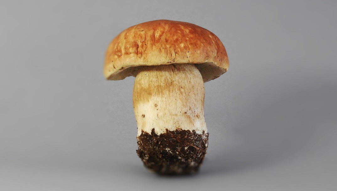 Todo sobre el boletus: donde encontrarlos, morfología, conservación y mucho más